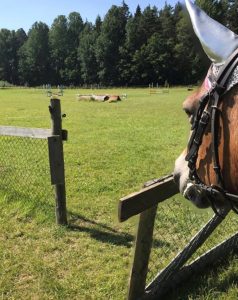 Häst på väg till hagen