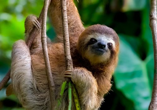 01-sloth-energy-nationalgeographic_1046424