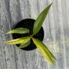 Philodendron Caramel Marble Variegata (1)