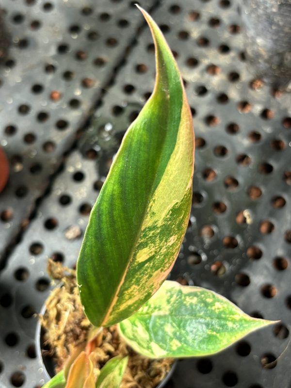 Philodendron Caramel Marble Variegata (1)