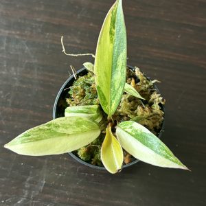 Philodendron Caramel Marble Variegata (1)