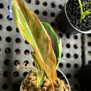 Philodendron Caramel Marble Variegata (2)