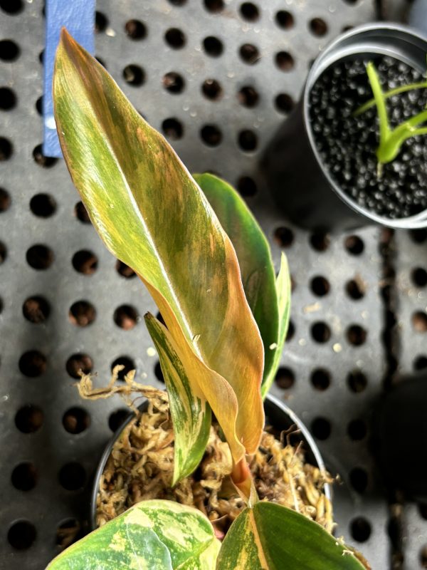 Philodendron Caramel Marble Variegata (2)