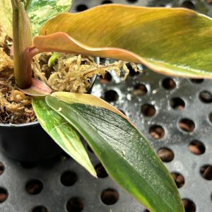 Philodendron Caramel Marble Variegata (4)