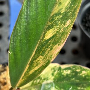 Philodendron Caramel Marble Variegata (5)