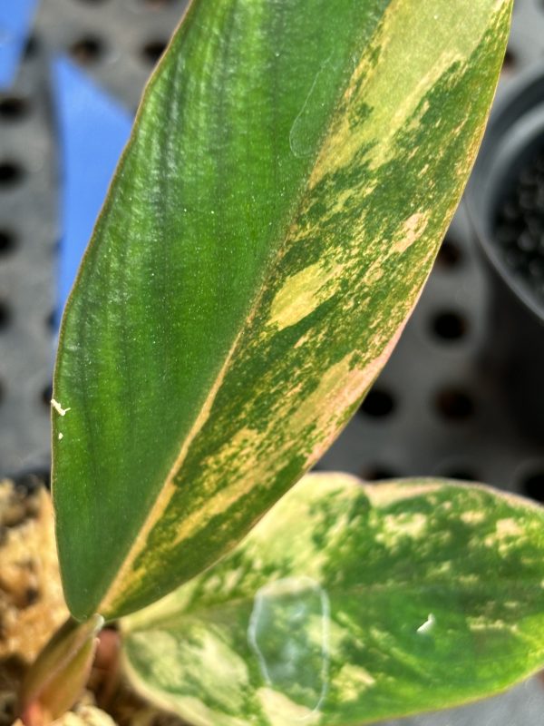 Philodendron Caramel Marble Variegata (5)