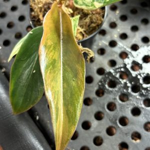 Philodendron Caramel Marble Variegata (6)