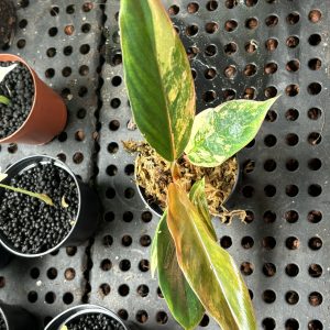 Philodendron Caramel Marble Variegata (7)