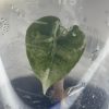 Alocasia Pink Dragon Albo (1)