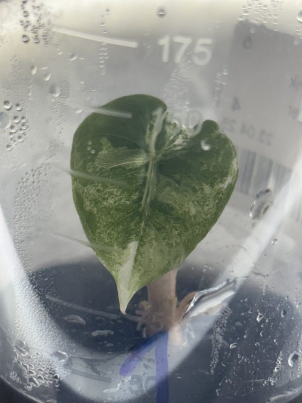 Alocasia Pink Dragon Albo (1)