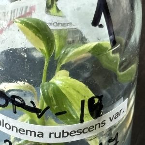 Homalomena Rubescens Variegata (1)