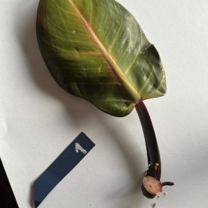 Philodendron Sunlight Variegated (1)