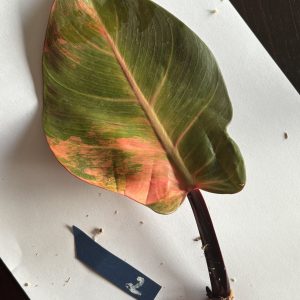 Philodendron Sunlight Variegated (2)