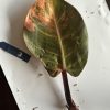 Philodendron Sunlight Variegated (3)