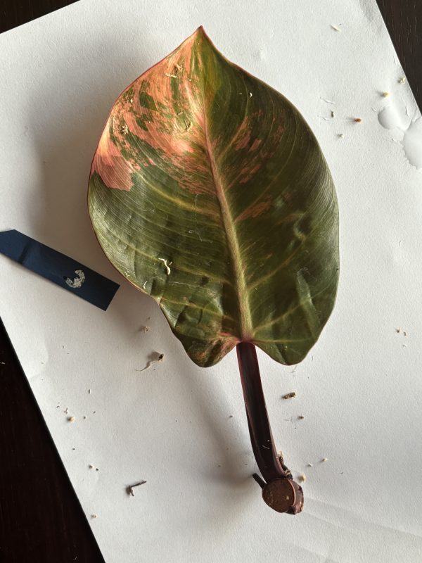 Philodendron Sunlight Variegated (3)