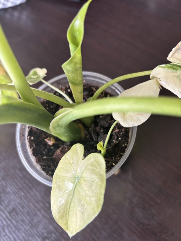 Alocasia Gageana Albo A (5)