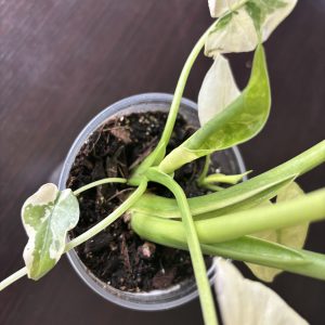 Alocasia Gageana Albo A (6)