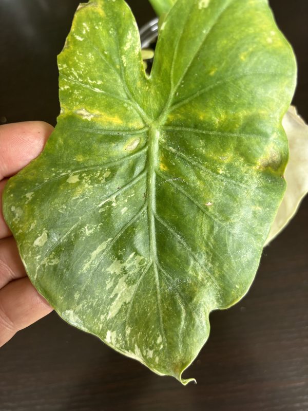 Alocasia Gageana Albo A (8)