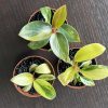 Philodendron Black Cardinal Variegata