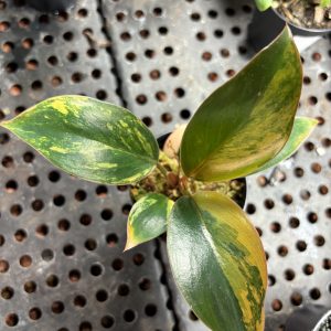 Philodendron Caramel Marble Variegata (1)