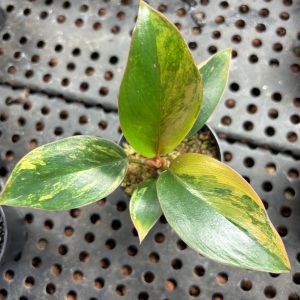 Philodendron Caramel Marble Variegata (3)