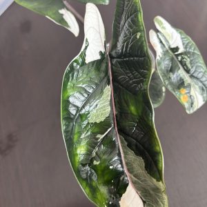 Alocasia Scalprum Albo (11)