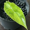 Alocasia Scalprum Aurea (4)