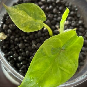 Alocasia Scalprum Variegated (1)