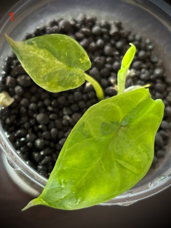 Alocasia Scalprum Variegated (1)