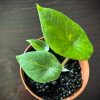 Alocasia Scalprum Variegated (2)