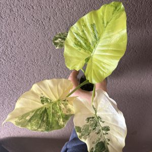 Alocasia gageana Albo B (1)