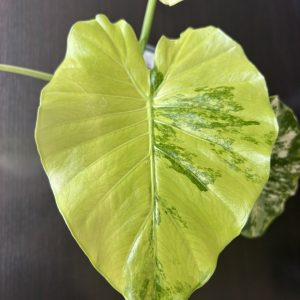 Alocasia gageana Albo B (2)