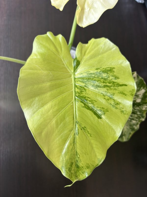 Alocasia gageana Albo B (2)