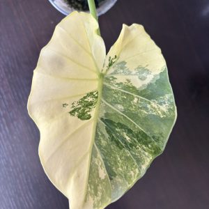 Alocasia gageana Albo B (3)