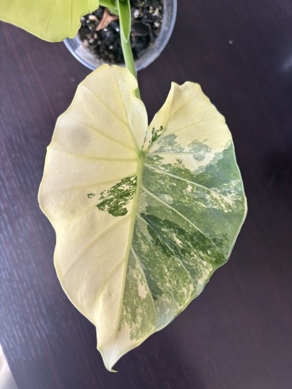 Alocasia gageana Albo B (3)