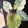 Alocasia gageana Albo B (5)