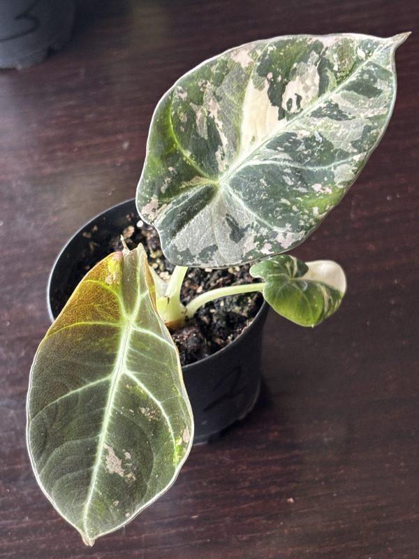 Alocasia Black Velvet Pink (2)