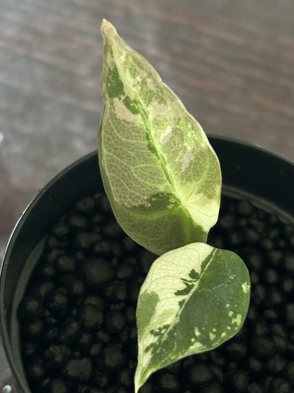 Alocasia Black Velvet PinkAlbo (2)