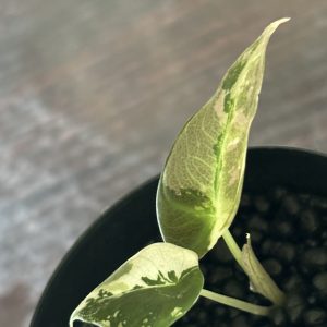 Alocasia Black Velvet PinkAlbo (3)