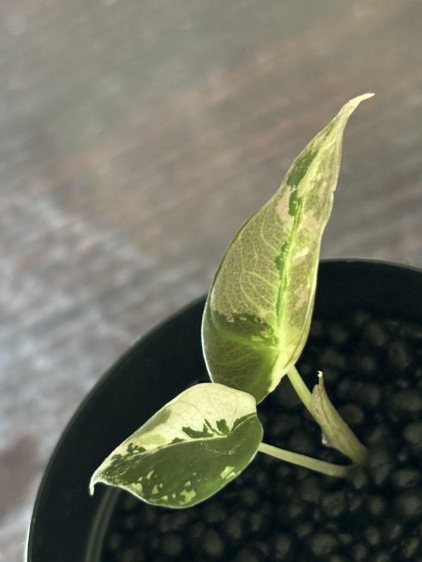 Alocasia Black Velvet PinkAlbo (3)