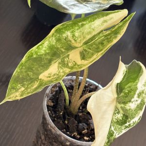 Alocasia Longiloba Albo (1)