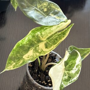 Alocasia Longiloba Albo (6)