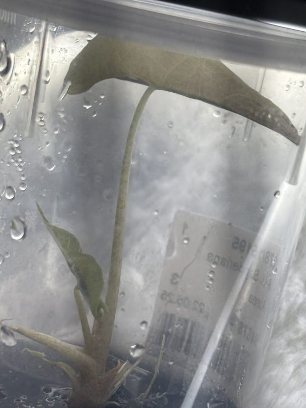 Alocasia Sanderiana Bull Aura (2)