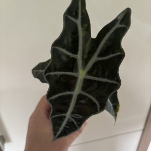 Alocasia Sanderiana Bull Aurea (1)