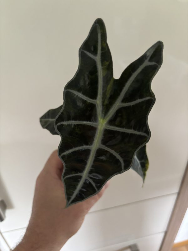 Alocasia Sanderiana Bull Aurea (1)