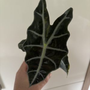 Alocasia Sanderiana Bull Aurea (2)