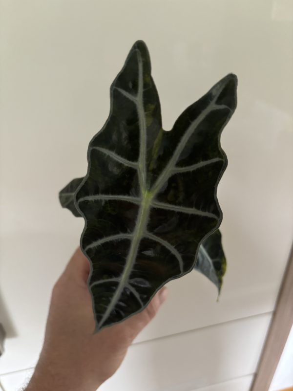 Alocasia Sanderiana Bull Aurea (2)