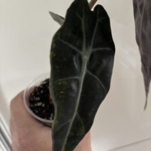 Alocasia Sanderiana Bull Aurea (4)