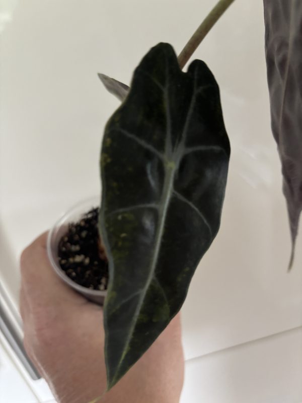 Alocasia Sanderiana Bull Aurea (4)