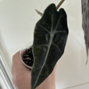 Alocasia Sanderiana Bull Aurea (5)